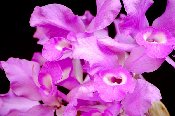 Close-up of orchid petals