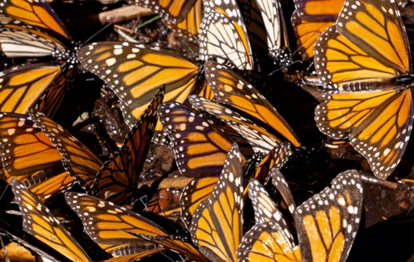 Close-up of many monarch butterflies clustered together