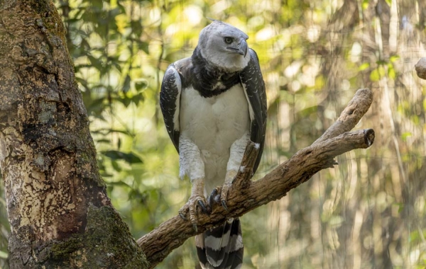 Harpy Eagle perched on a tree branch