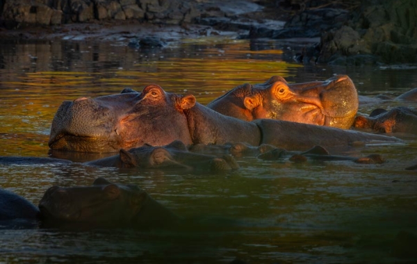 Hippopotamuses in a hippo pool