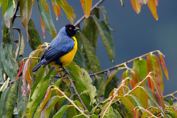 A Hooded Mountain Tanager perches in a tree.
