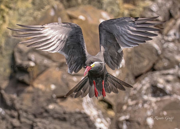 An Inca Tern flies with wings outstretched.