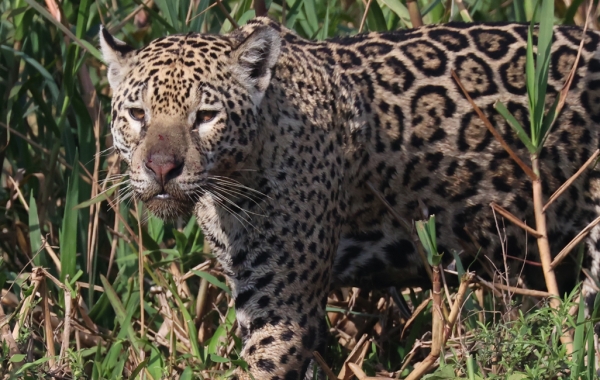 Jaguar on river bank in Brazil's Pantanal