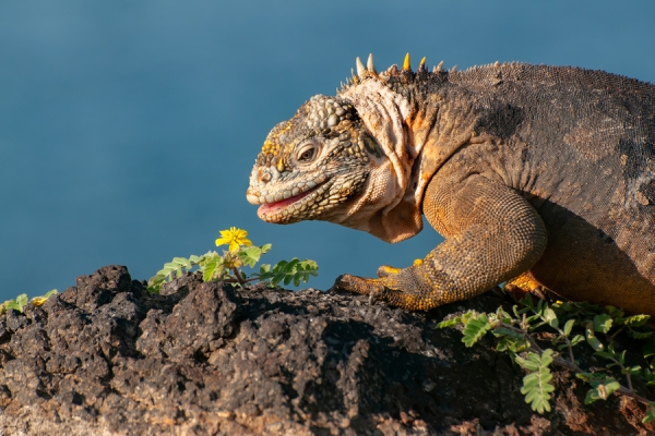 Land iguana up close in the Galápagos Islands by Reinier Munguía