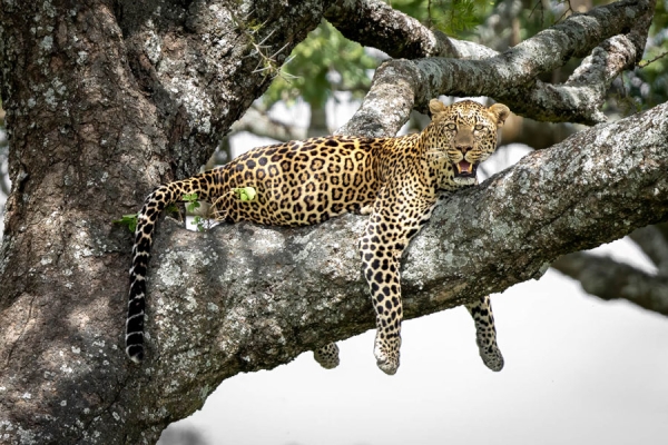 Leopard resting on a tree branch in Tanzania
