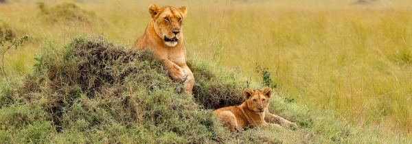 An adult lion rests on a small mound of dirt and grass, with a cub lying just below