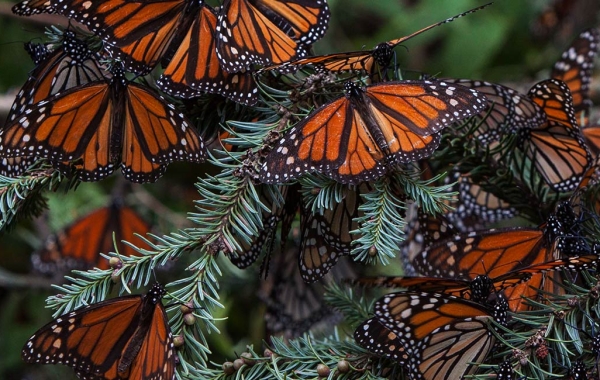 A cluster of monarch butterflies clings to a fir tree branch
