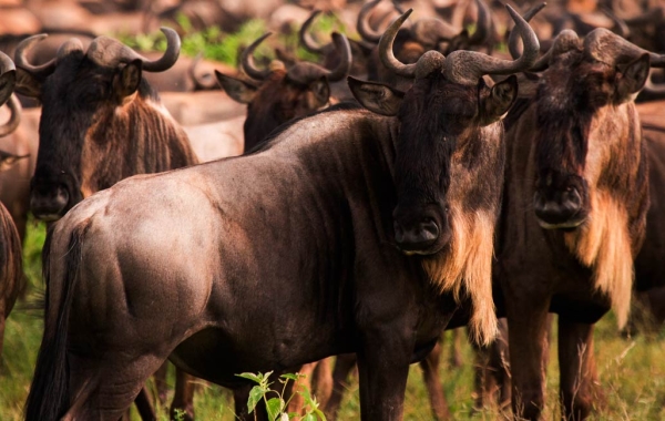 A herd of wildebeests