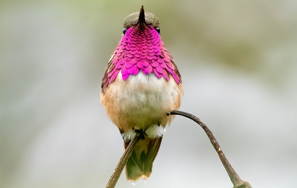 A Wine-throated Hummingbird perched on a twig
