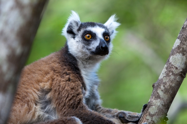 Ring-tailed lemur