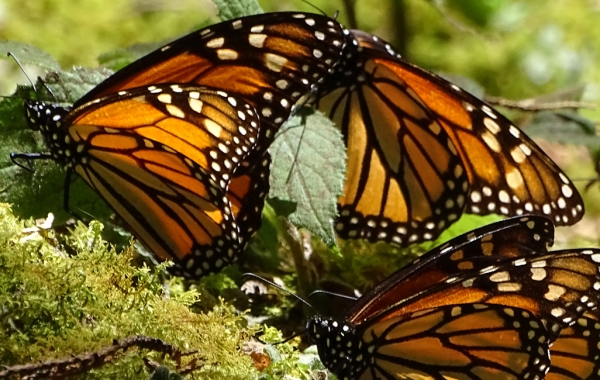 Monarch butterflies in Mexico