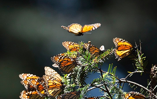 Monarch butterflies in flight and in clusters in Mexico