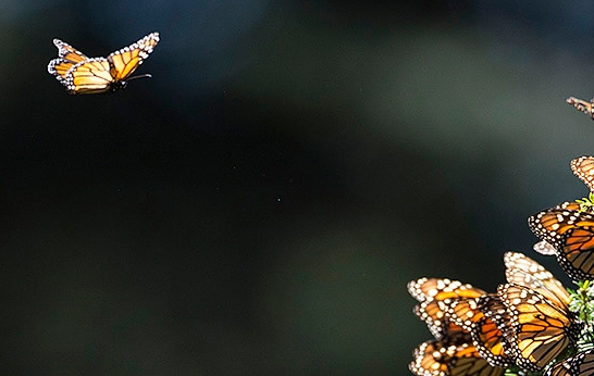 Monarch butterflies in flight and in clusters in Mexico
