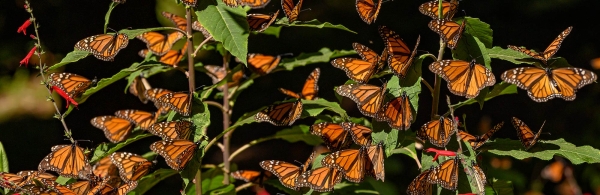 Dozens of monarch butterflies gather on a flowering salvia plant