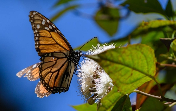 A side portrait of a monarch butterfly sitting on a flower