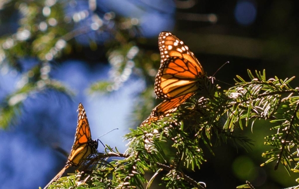 Monarch butterflies perched on leaves
