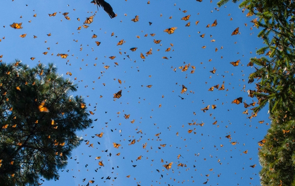 Monarch butterflies in flight in Mexico