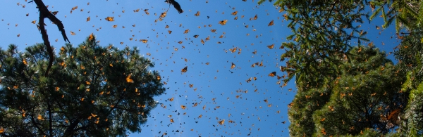 Monarch butterflies in flight in Mexico