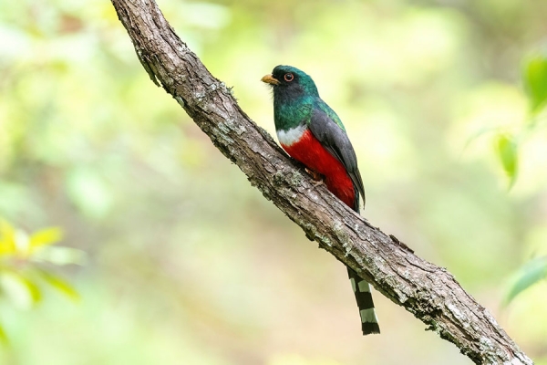A Mountain Trogon perches on a branch.