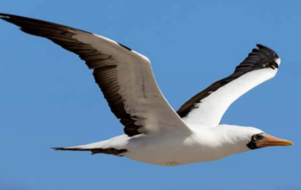 Side view of a Nazca Booby in flight 
