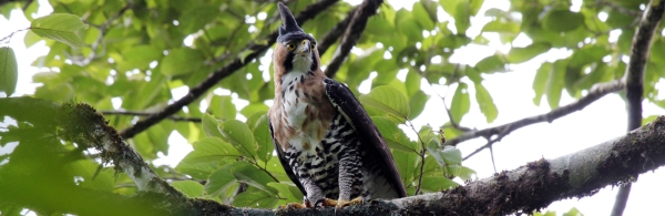 Ornate Hawk-Eagle perched on a branch by Juan Zamora