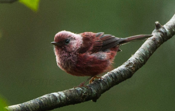 Pink-headed Warbler perched on a branch