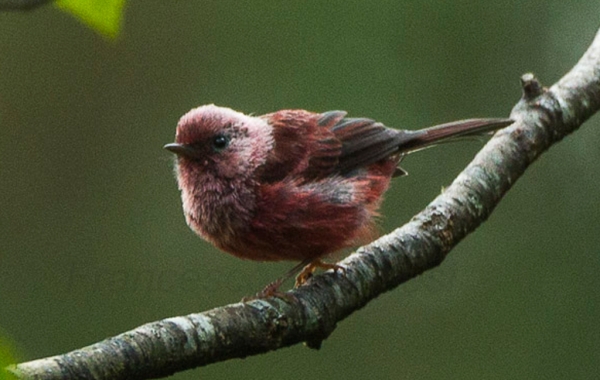 Pink-headed Warbler perched on a branch in Guatemala