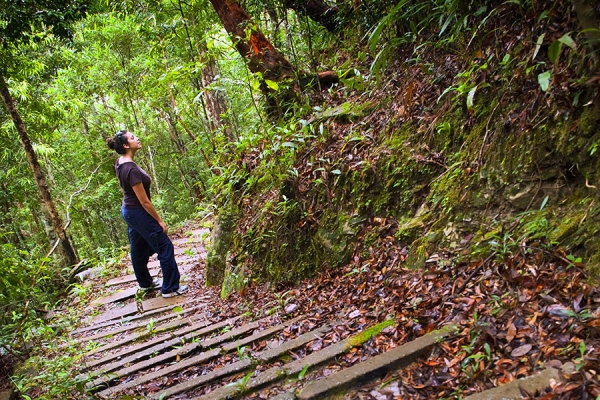A person stands and looks upward on a sloping path in the rainforest