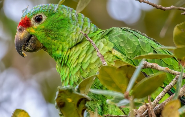 A Red-lored Amazon parrot sits perched on a leafy tree branch