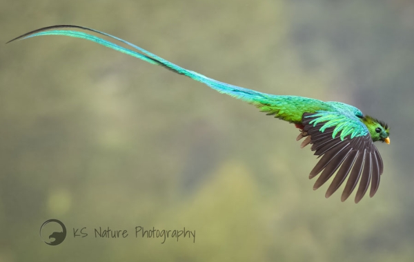Resplendent Quetzal in flight