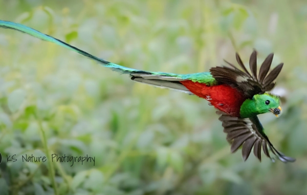 A flying Resplendent Quetzal with outstretched wings and long tail has a berry in its mouth