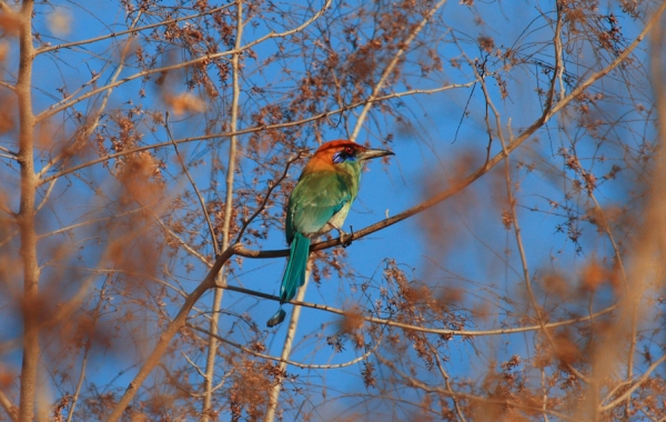 Russet-crowned Motmot