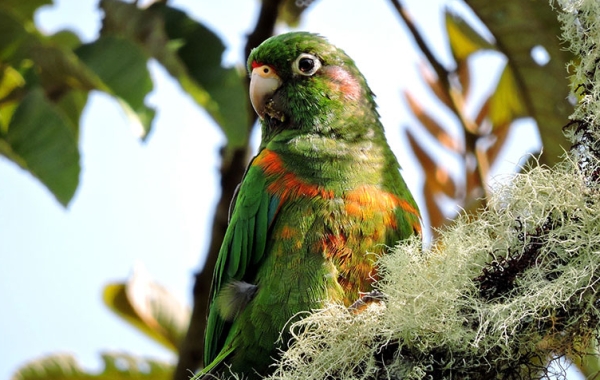 Santa Marta Parakeet