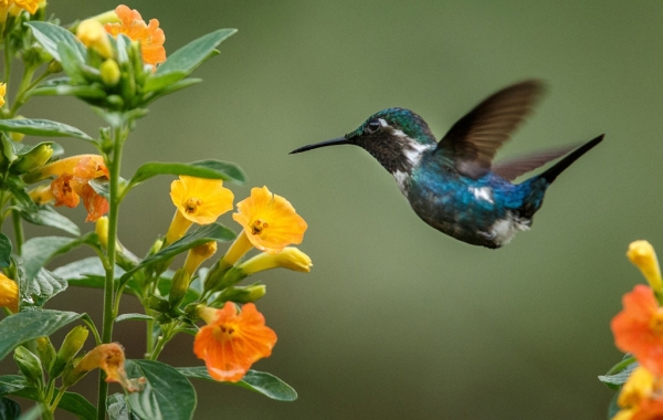 A Santa Marta Woodstar hummingbird hovers in mid-air near a cluster of flowers