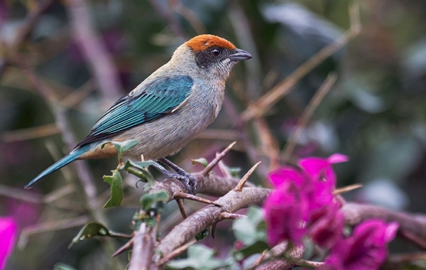 A Scrub Tanager sits perched on a thorny branch.