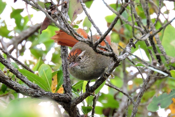 A Streak-capped-Spinetail perches on a branch.