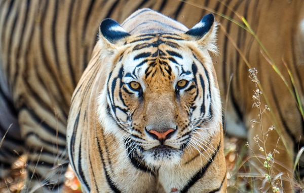 A tiger walks toward the camera with another tiger in the background