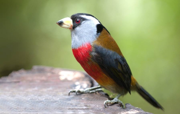 Close-up of a Toucan Barbet