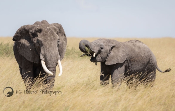 Two elephants stand together in tall grass.