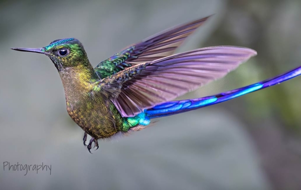 A Violet-tailed Sylph in flight