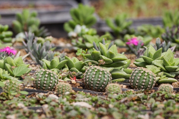 Plants of Vivero La Huerta in San Miguel de Allende, Mexico