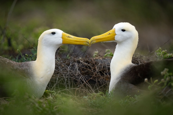 A pair of Waved Albatrosses sit facing each other and touch beaks