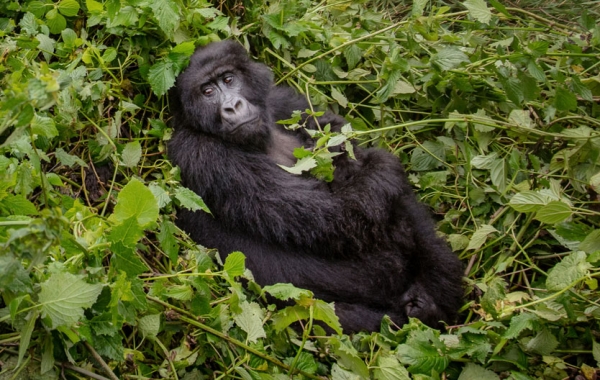 Two mountain gorillas rest amid vegetation