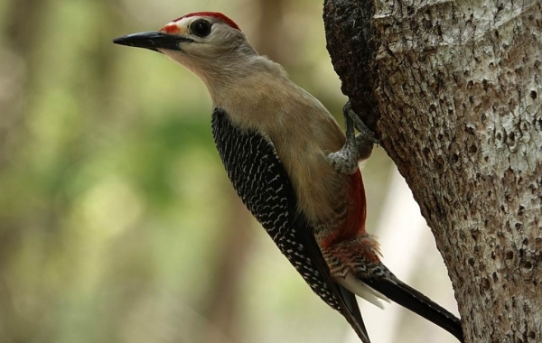 A Yucatán Woodpecker clings to the side of a tree trunk