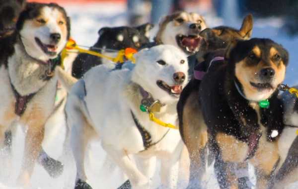 Iditarod Trail Sled Dog Race