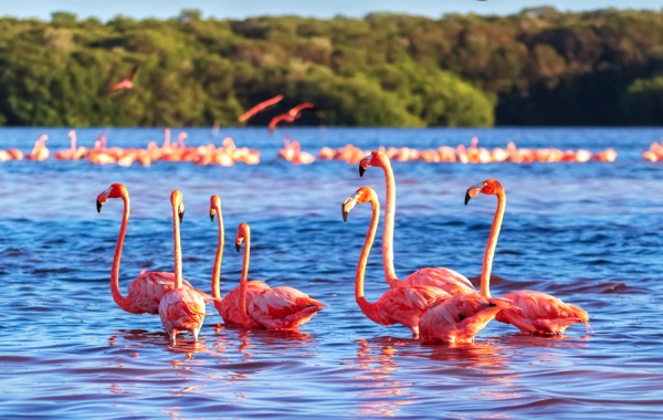 American Flamingos in Ría Celestún Biosphere Reserve