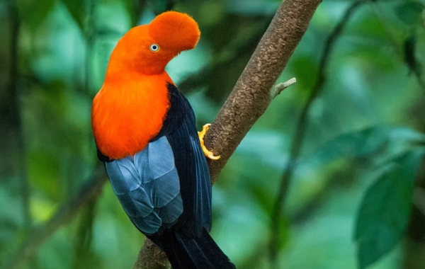 Andead Cock-of-the-rock perched on a branch in Ecuador