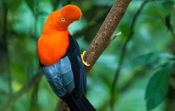 Andead Cock-of-the-rock perched on a branch in Ecuador