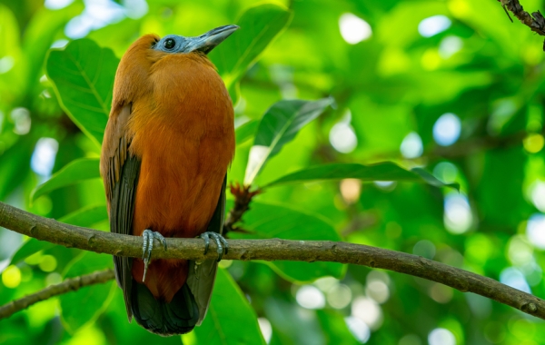 Capuchinbird on a branch