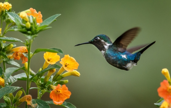 Santa Marta Woodstar in flight